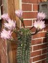 Echinopsis hybr. lila